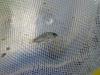 Foto de Acabuen el zapotal gro sc de rl-producci�n de pescado de tilapia