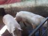Foto de Granja  porcina los "hilamos"