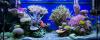 Foto de Coral fantasy