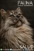 Foto de Cl�nica veterinaria fauna