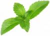 Foto de Vivero Stevia de Morelos, Mex.